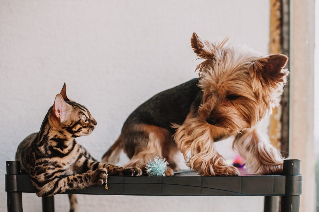 Une rencontre entre chien et chat