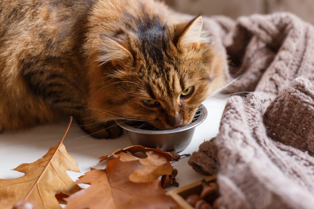 Mon vieux chat : en prendre soin
Votre vieux chat vomie trop ?
